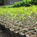 Cultivating saplings of eucalyptus tree