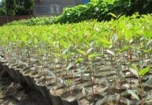 Ươm cây giống bạch đàn