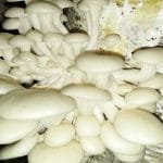 The model of planting abalone mushroom and crab mushroom