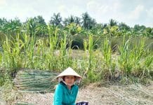 Tổ liên kết đan các sản phẩm bàng